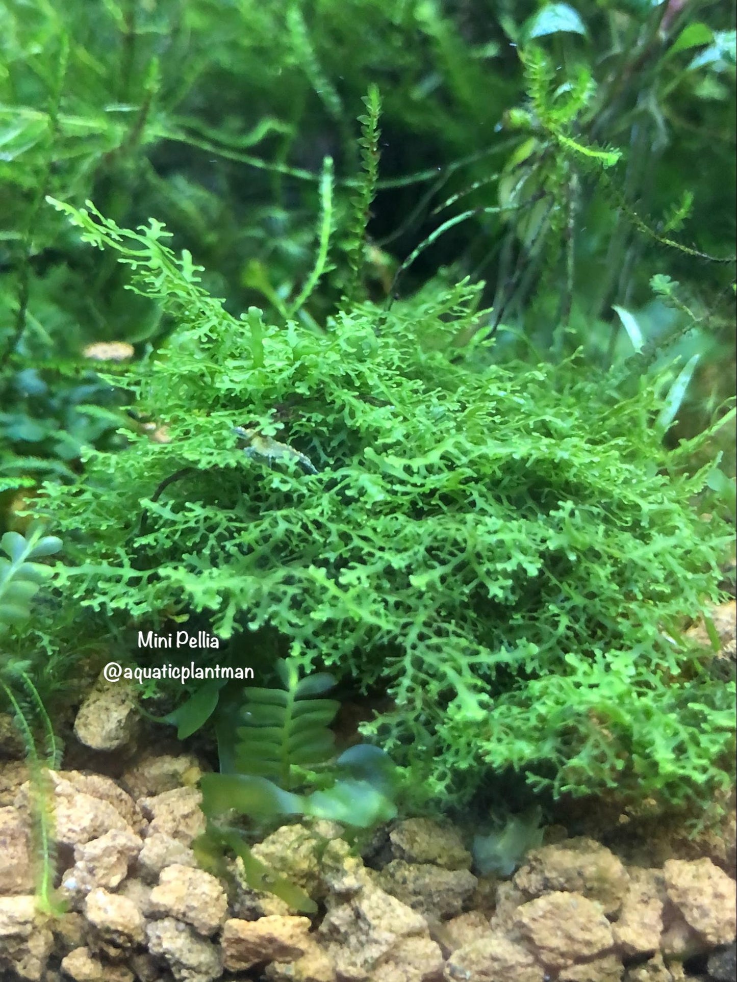 Mini Pellia (riccardia)