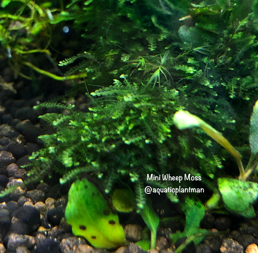 Mini weeping (java spring) moss "rare"