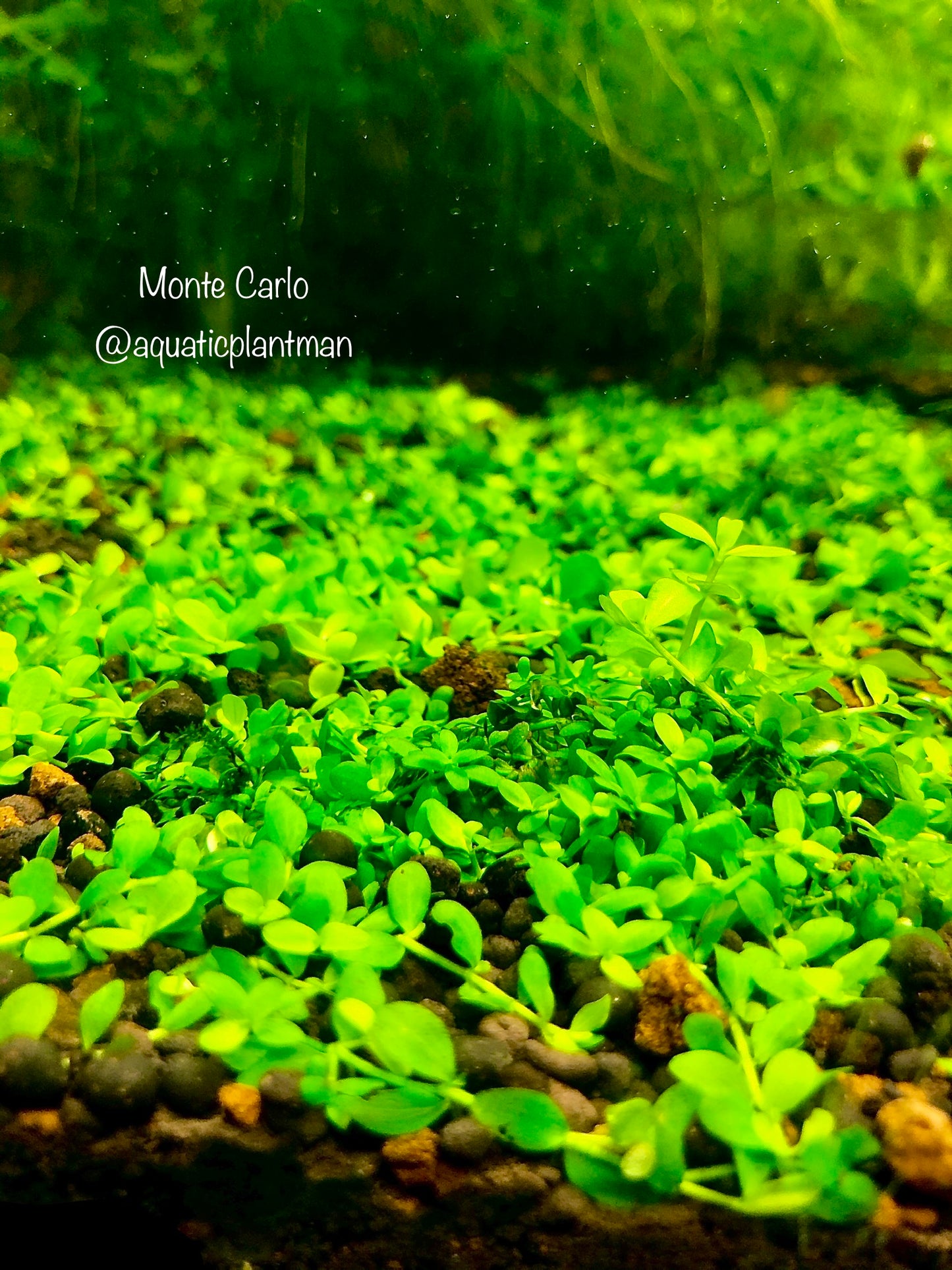 Monte Carlo Micranthemum Tweediei