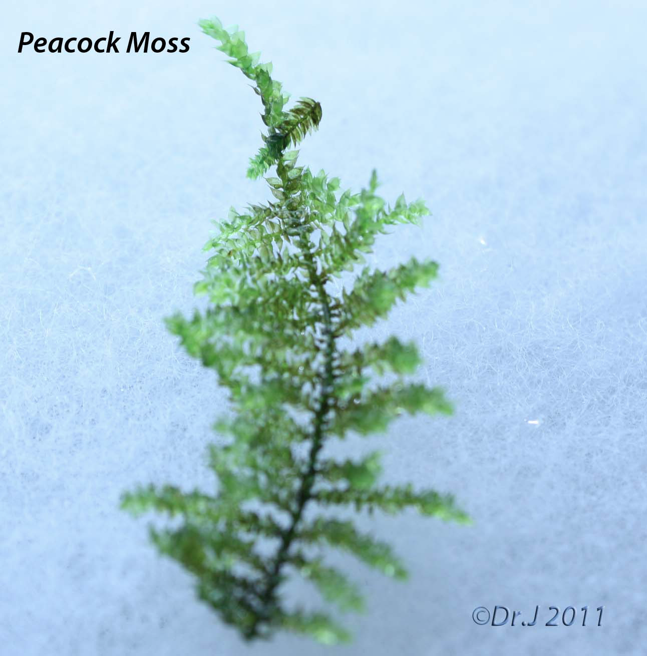 Mystery Moss Packages