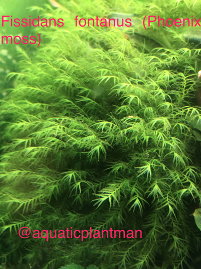 Phoenix Moss (fissidans fontanus)