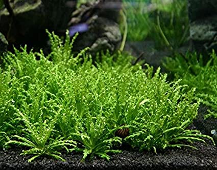Pogostemon Helferi