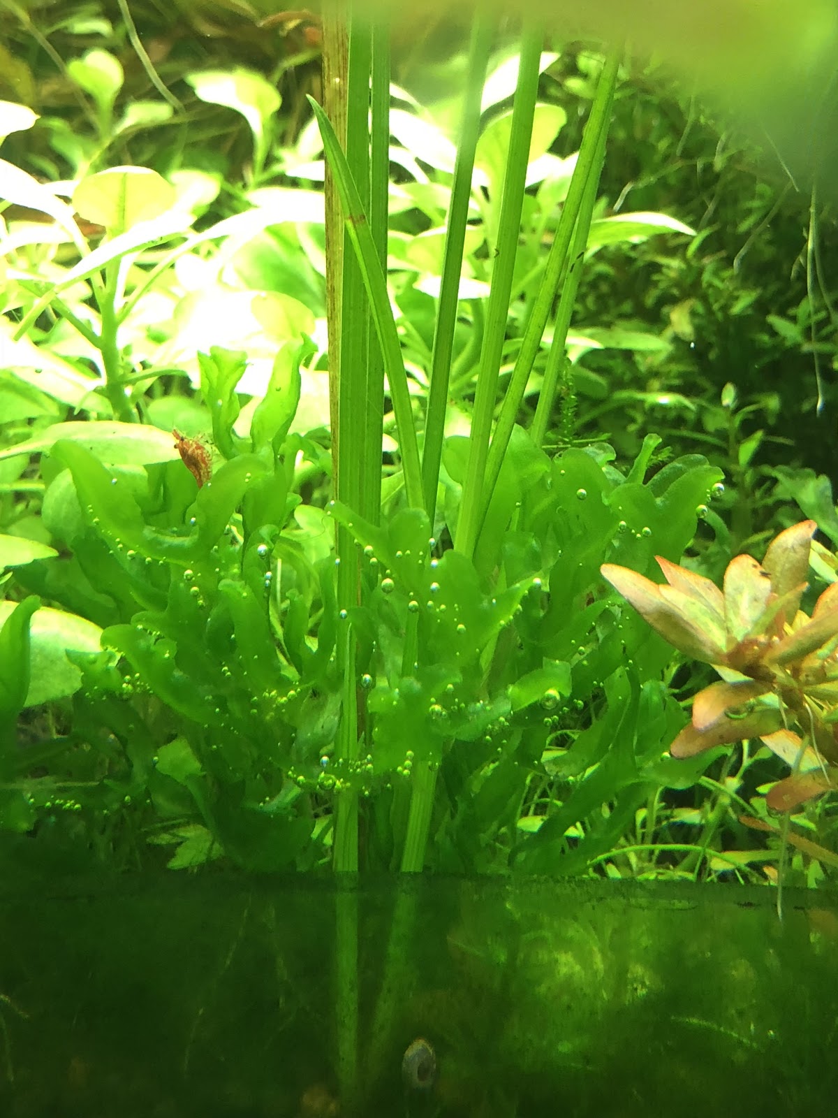 Round Pellia Moss