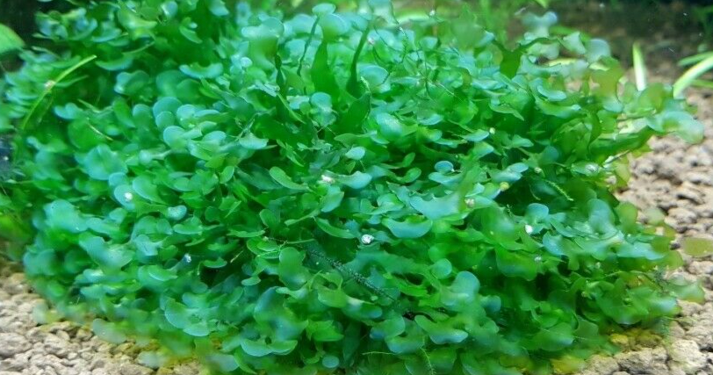 Mystery Moss Packages