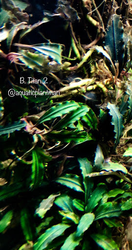 Bucephalandra Titan