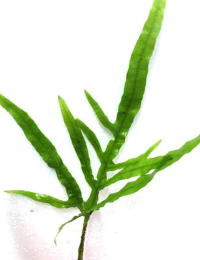 Mini Trident Fern – Microsorum pteropus ‘Trident’