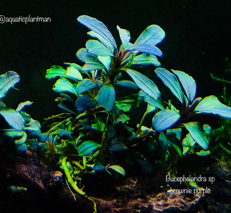 Bucephalandra Aquatic Plants