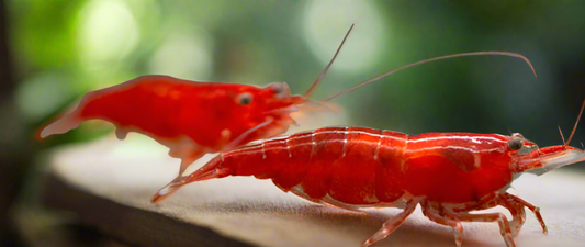 Bloody Mary Shrimp