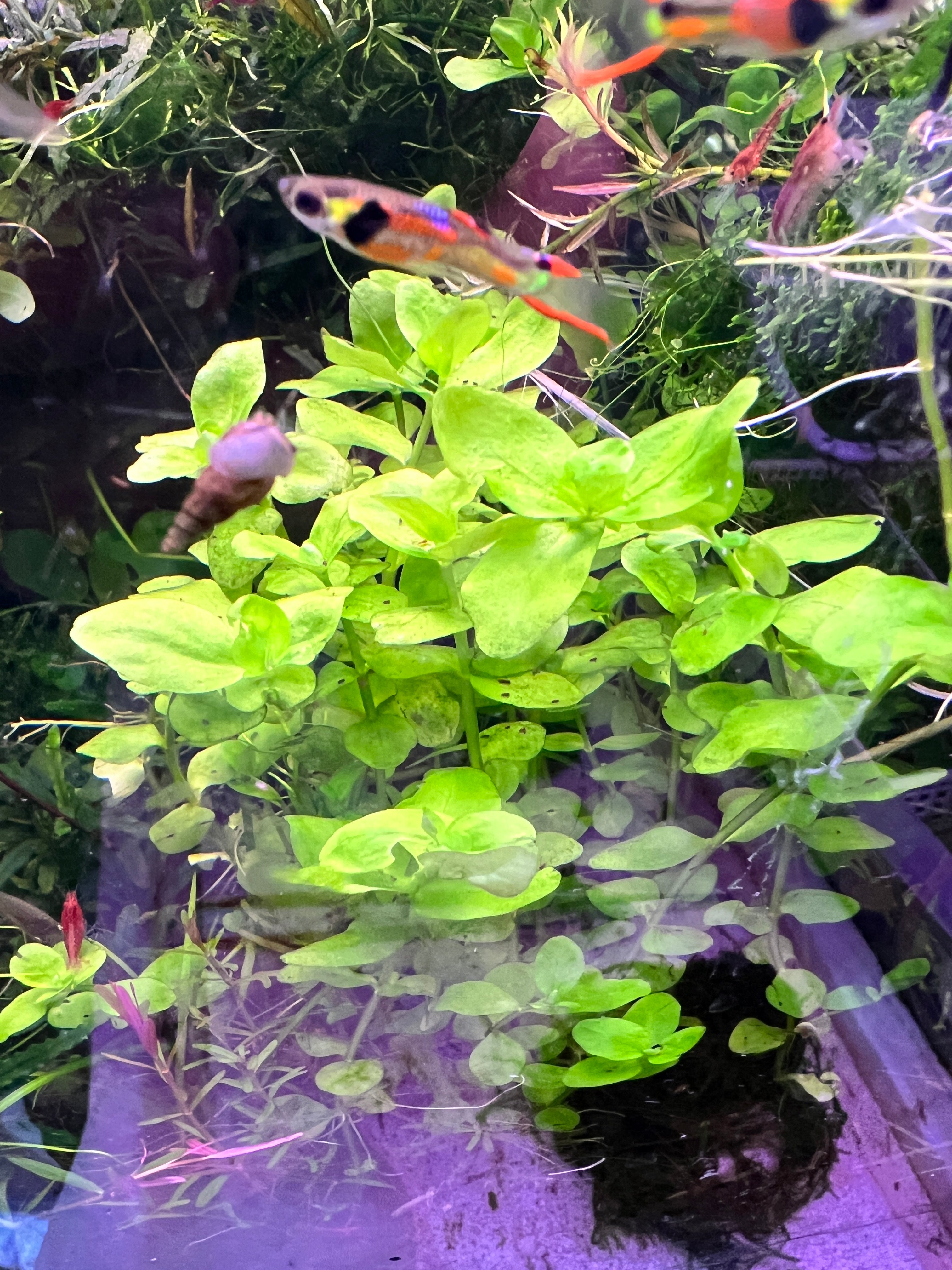 Bacopa Australia – Aquatic Plant Man