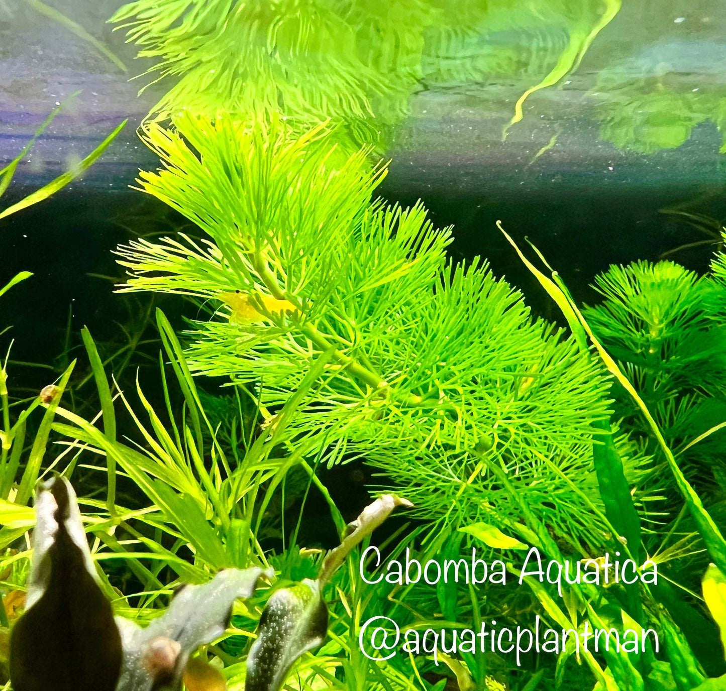 Green Cabomba / Cabomba Aquatica