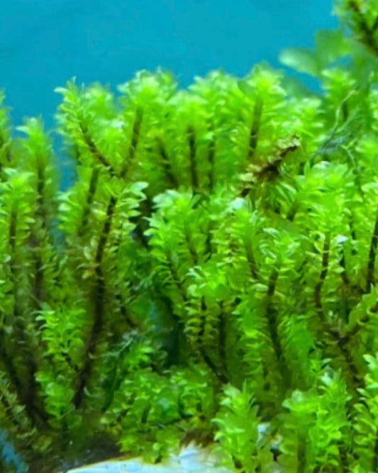 Hooker HOOKERIACEAE Moss