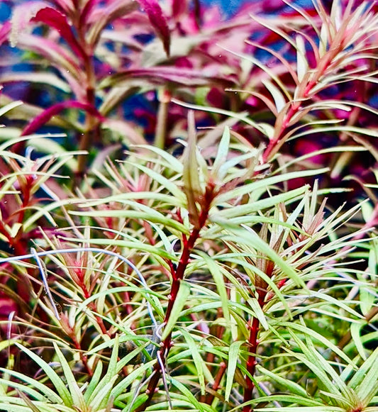 Rotala Mexicana Araguia