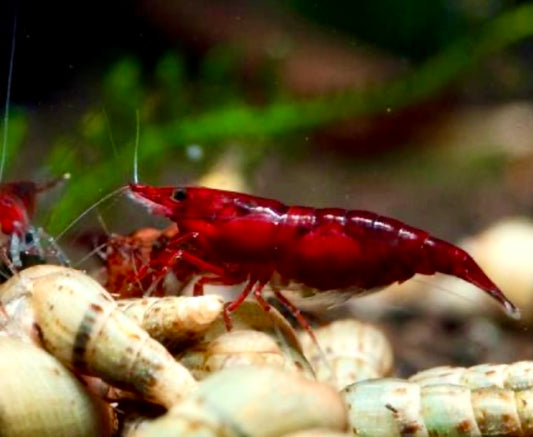 Bloody Mary Shrimp