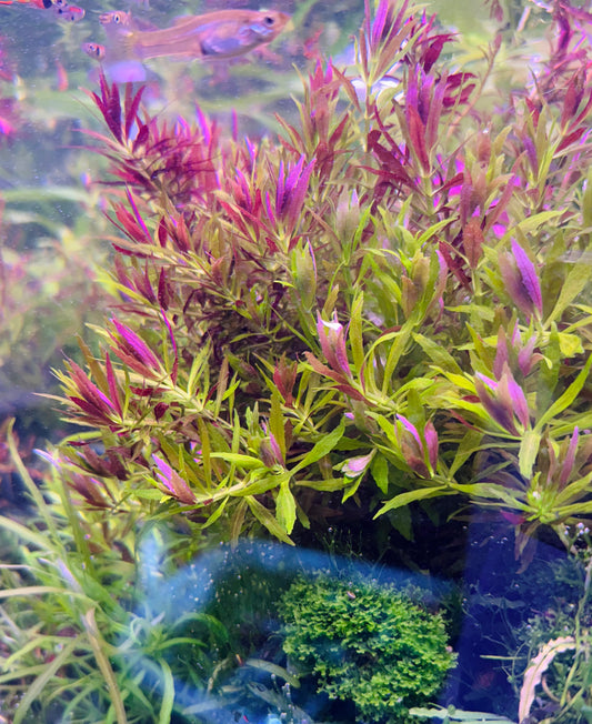 Limnophila Aromatica mini