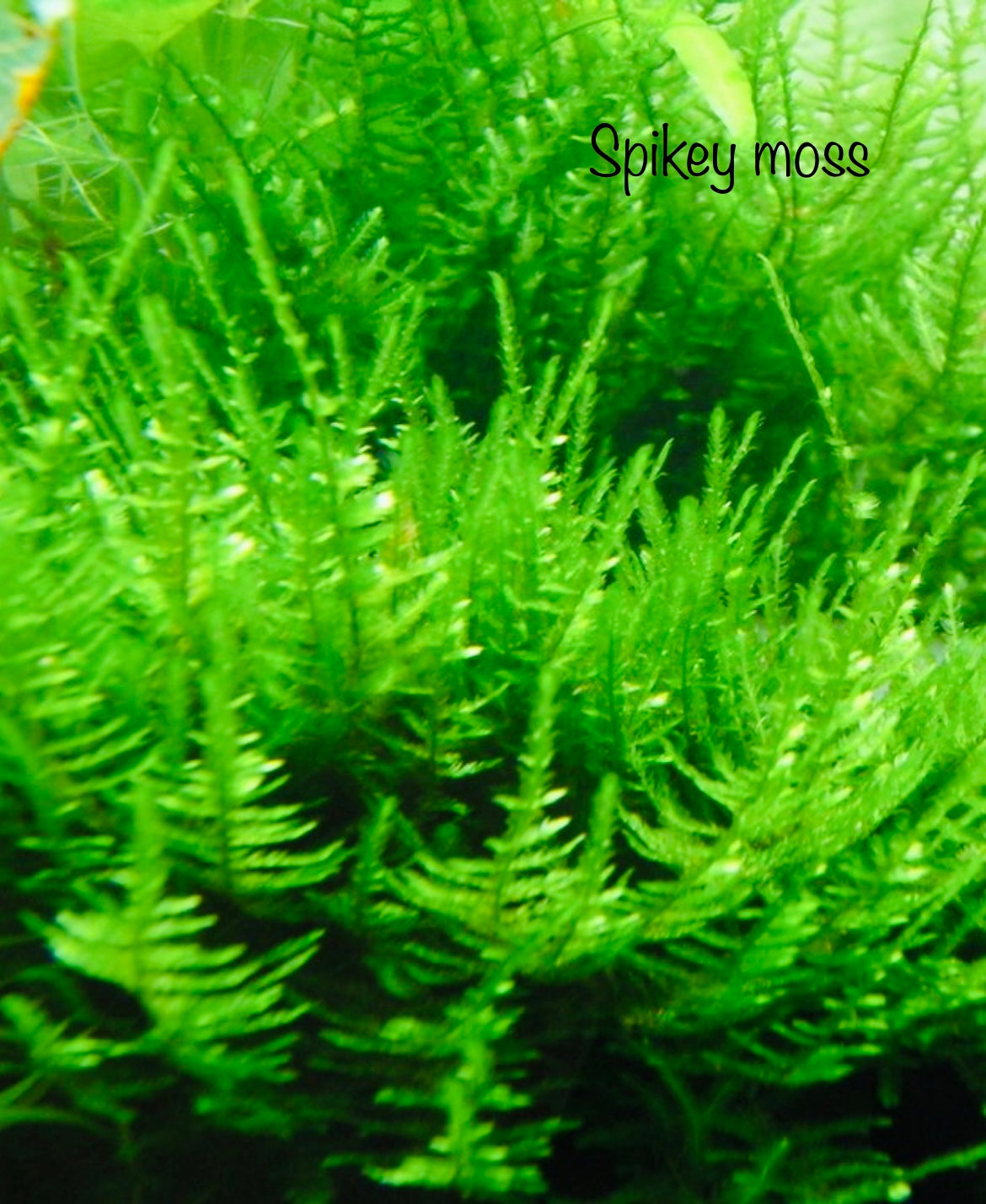 spikey moss toronto canada 