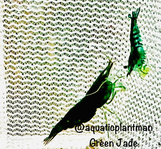 Green Jade Shrimp