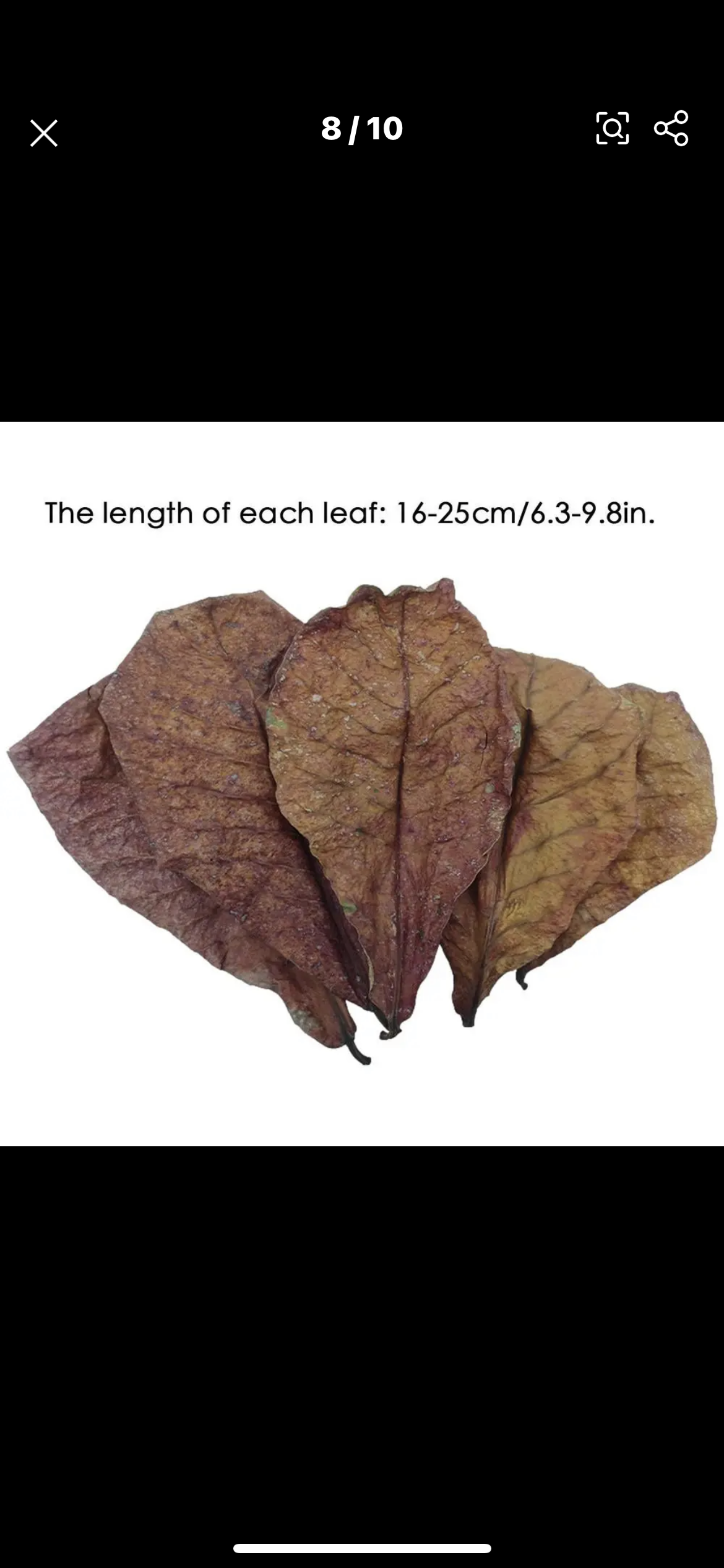 Indian Almond leaves  12 pack