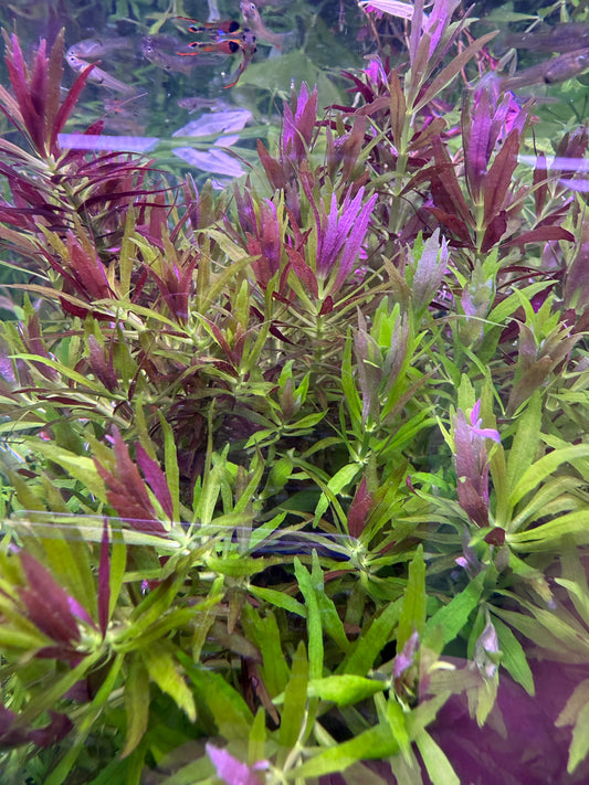 Limnophila Aromatica mini