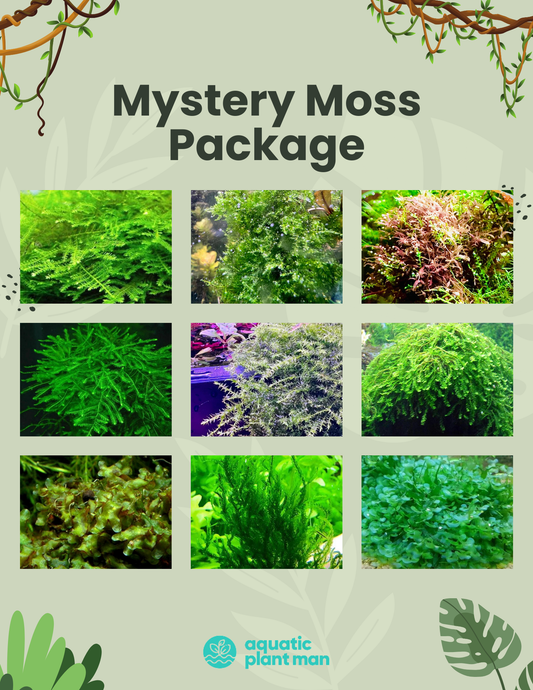 Mystery Moss Packages