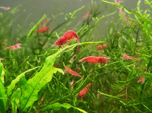 Cherry shrimp toronto, canada