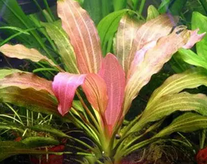 Echinodorus Red Rubin Narrow