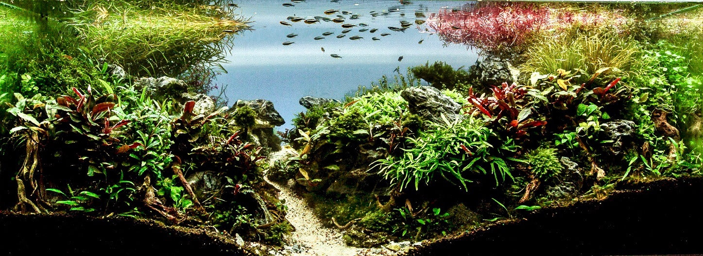 aquarium plants canada