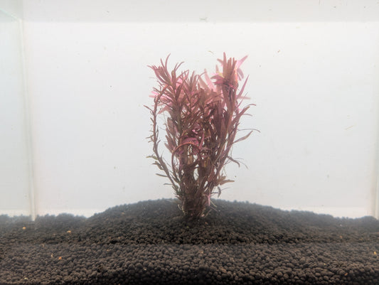 Rotala blood red (rare)