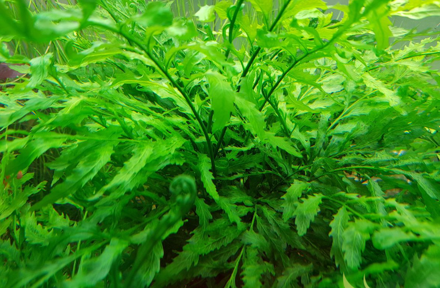 Aquatic Plant Bundle Package (Best value!)