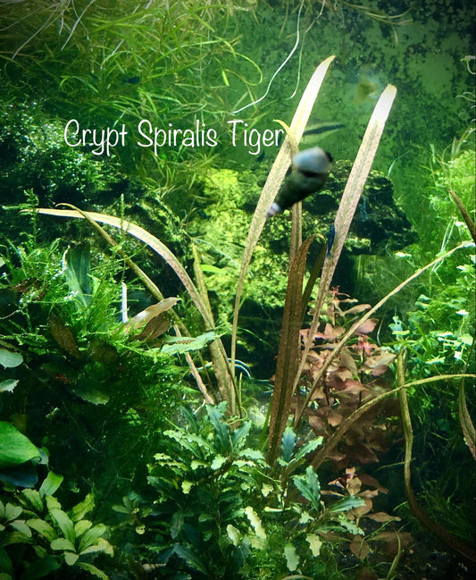 Cryptocoryne spiralis tiger