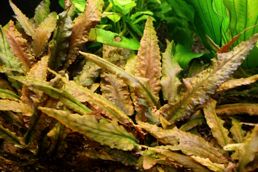 Cryptocoryne wendtii tropica