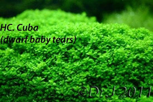 Dwarf baby tears ( hemianthus callitrichoides )