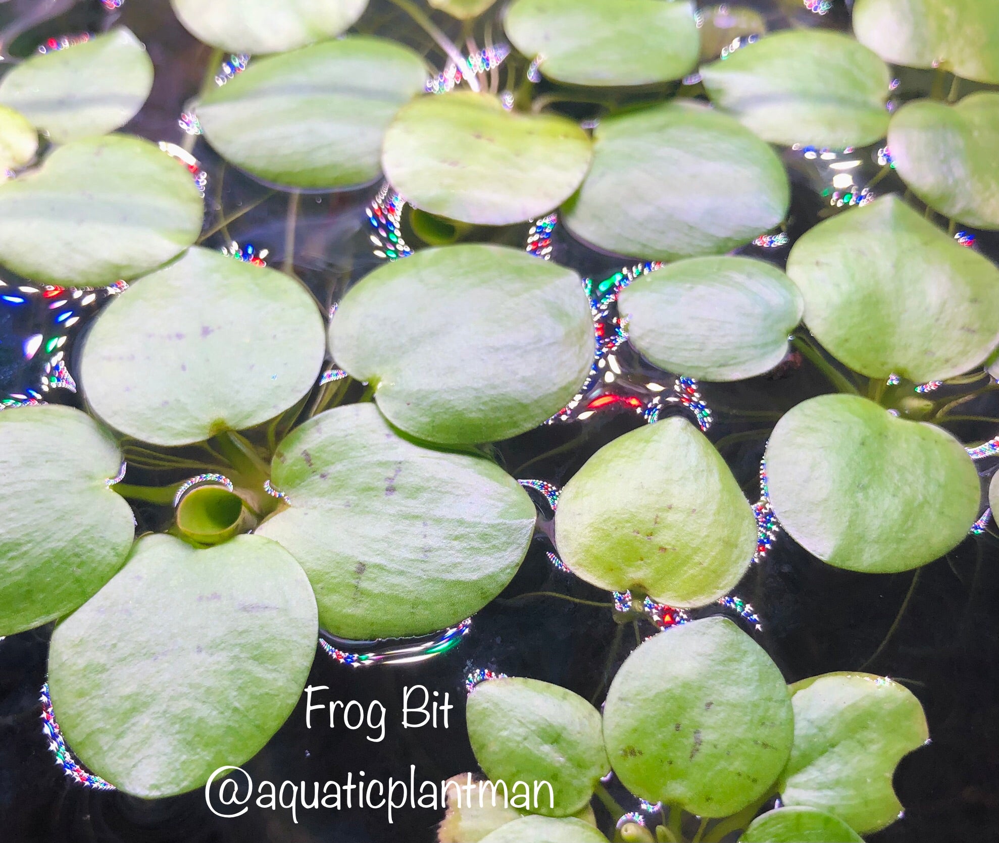 Frogbit ( frog bit) – Aquatic Plant Man