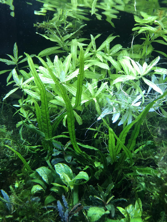 Hygrophila Polysperma normal