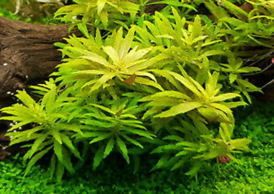 Aquatic Plant Bundle Package (Best value!)