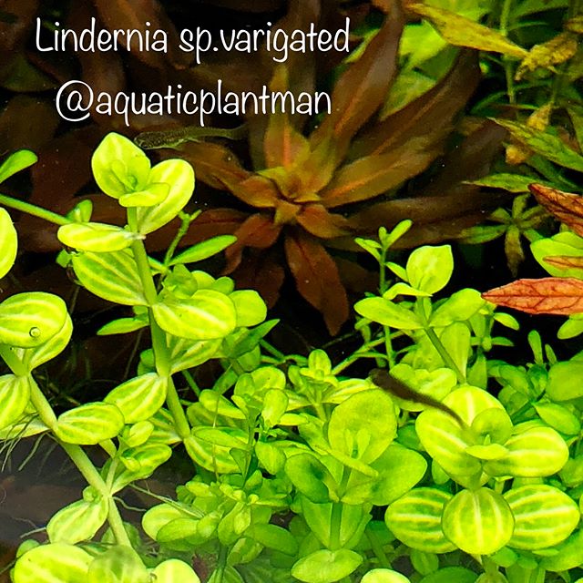 Aquatic Plant Bundle Package (Best value!)