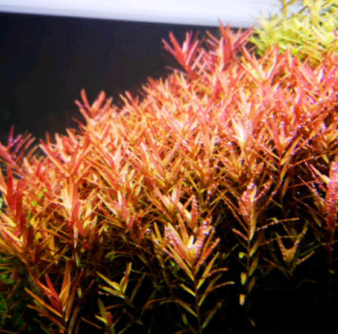 Aquatic Plant Bundle Package (Best value!)