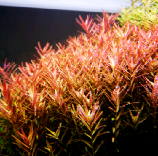 Rotala Vietnam H'ra