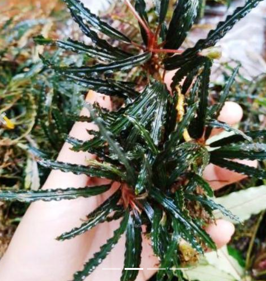 Bucephalandra Velvet "crocodile"