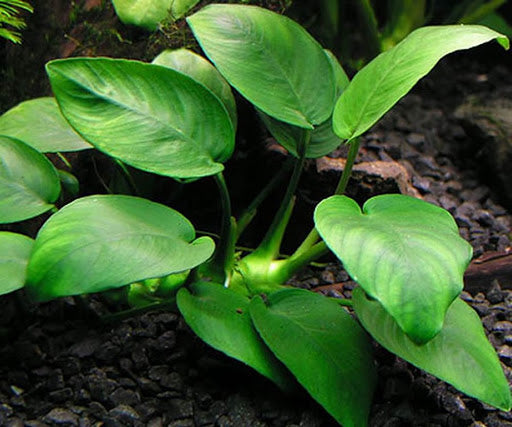 Anubias Barteri