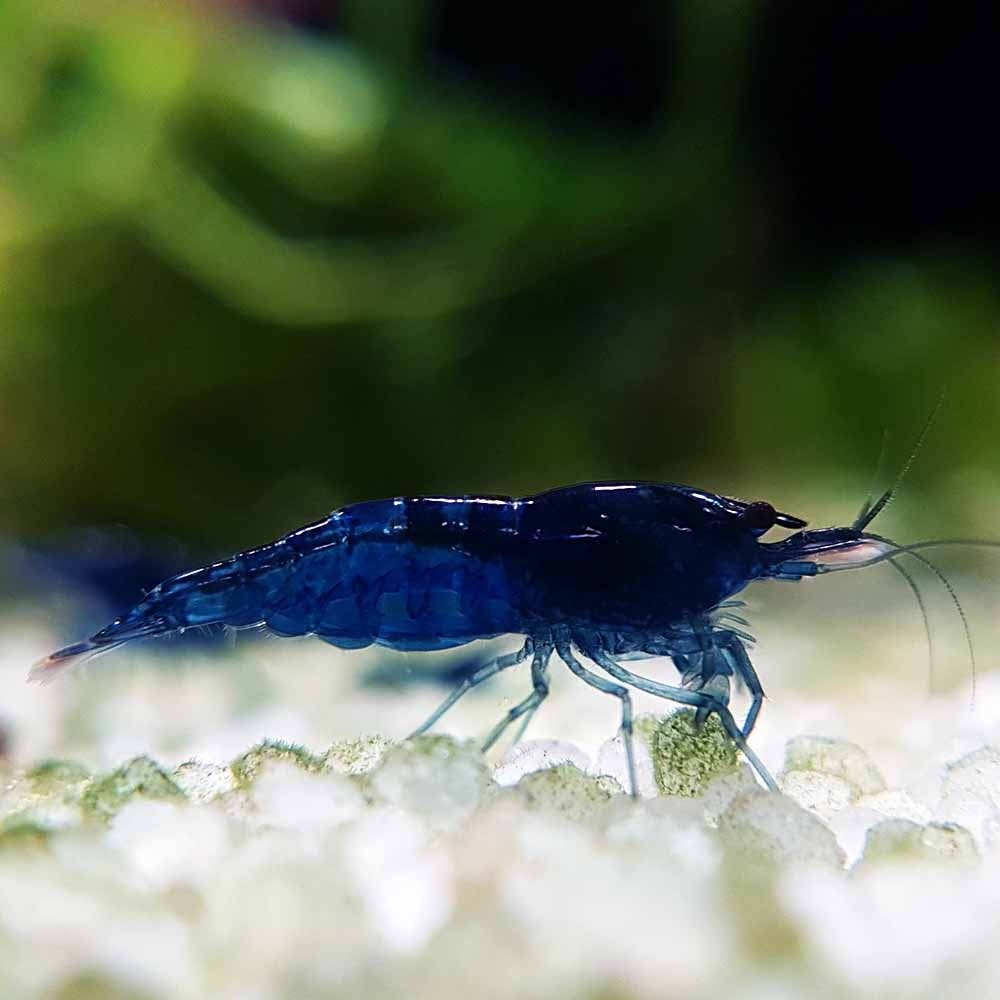 Blue Dream (True Blue Shrimp)