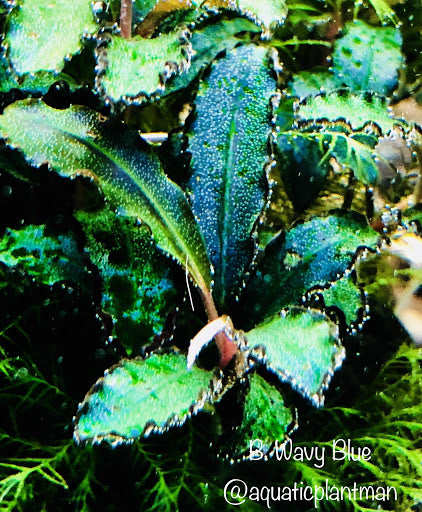 Bucephalandra Blue Wavy