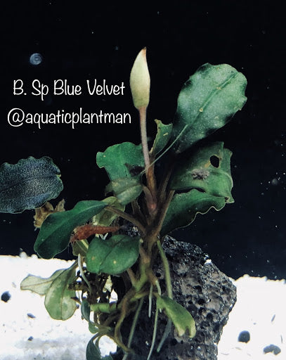 Bucephalandra Blue Velvet