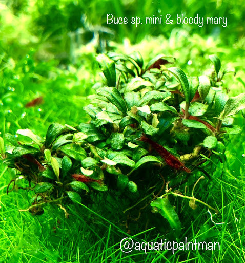 Bucephalandra Aquatic Plants – Aquatic Plant Man