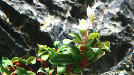 Bucephalandra Lamaudu Red