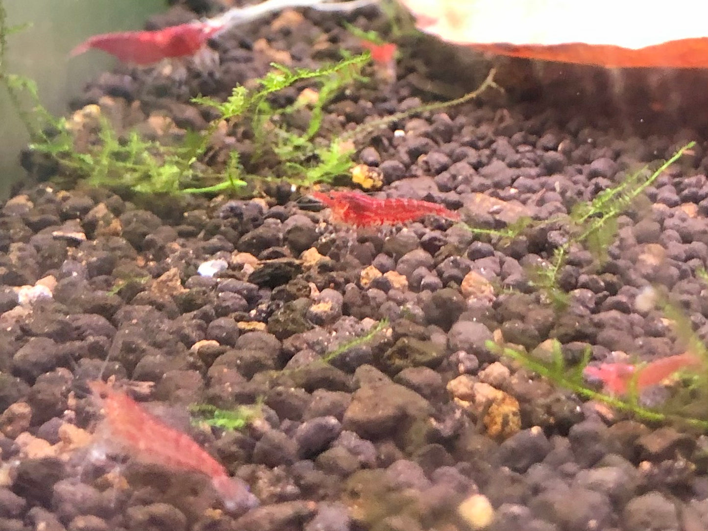 Cherry shrimp mixed grades,  7 and 20 shrimp packages