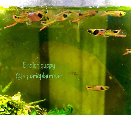 Endler Guppy (Pure Bred)