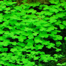 Aquatic Plant Bundle Package (Best value!)