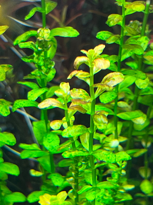 Ammania sp.Sulawesi