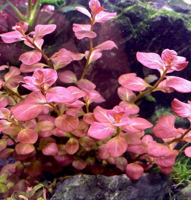 Ludwigia ovalis sp. Pink