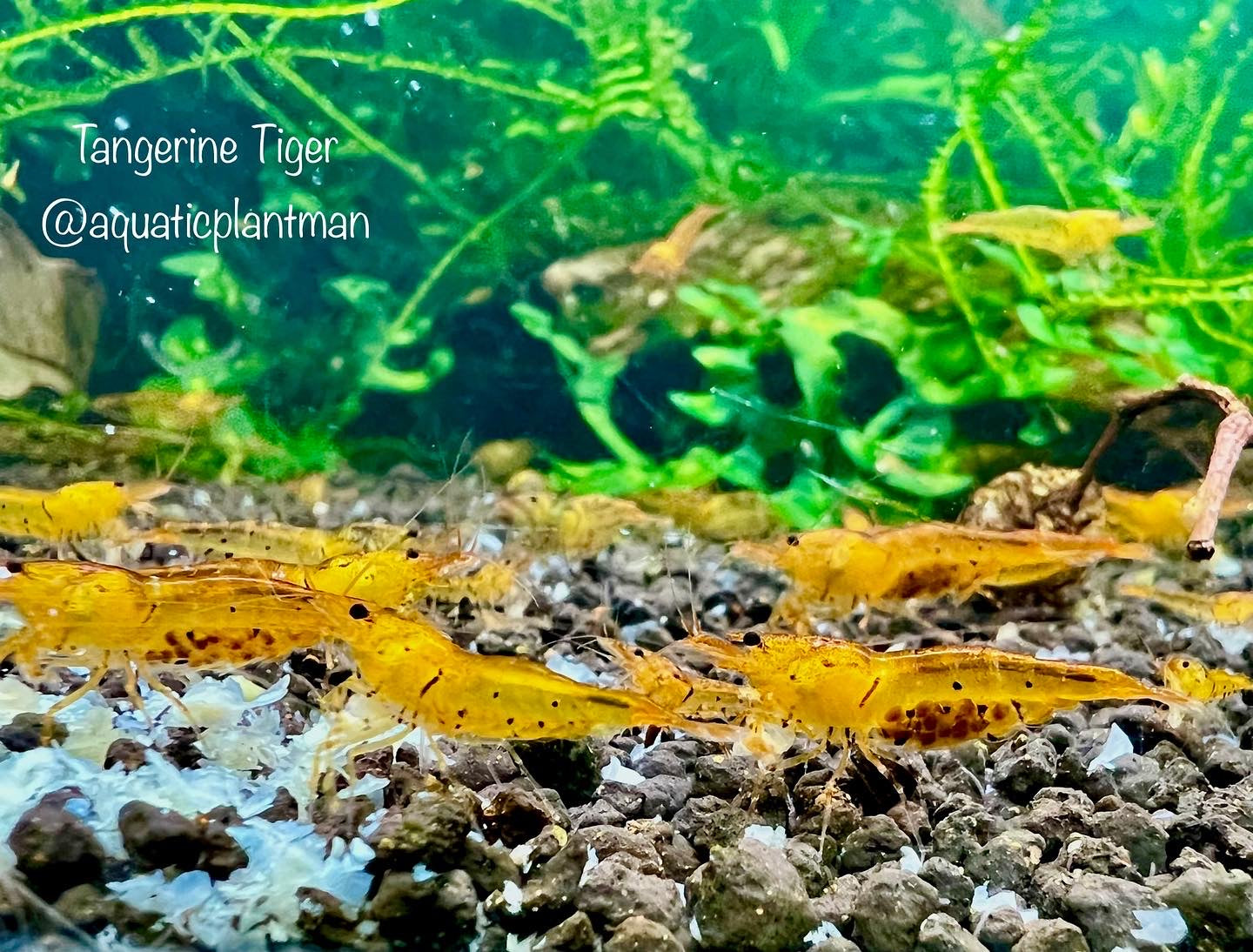 Tangerine Tiger Shrimp (tap water) Aquatic Plant Man